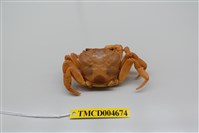 藏品(拉氏清溪蟹)的圖片